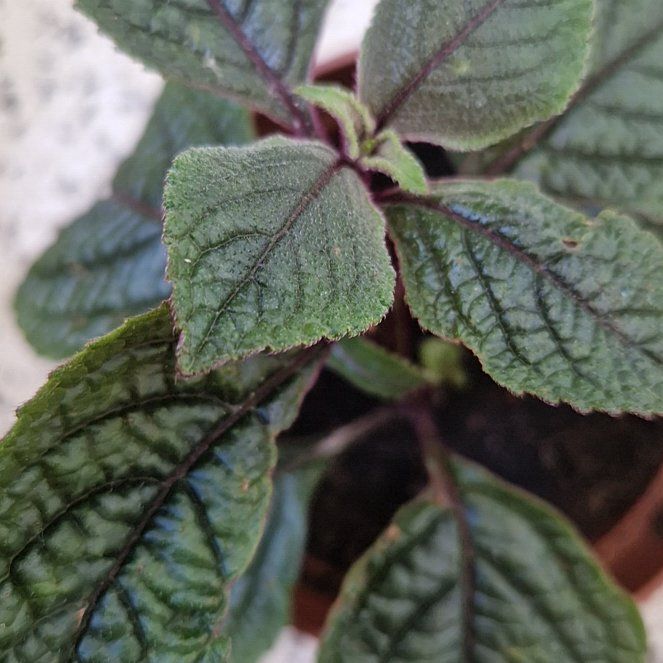 Photo of the plant species Speckled Spur Flower by @CuteBushhoya41 named Aristotle on Greg, the plant care app
