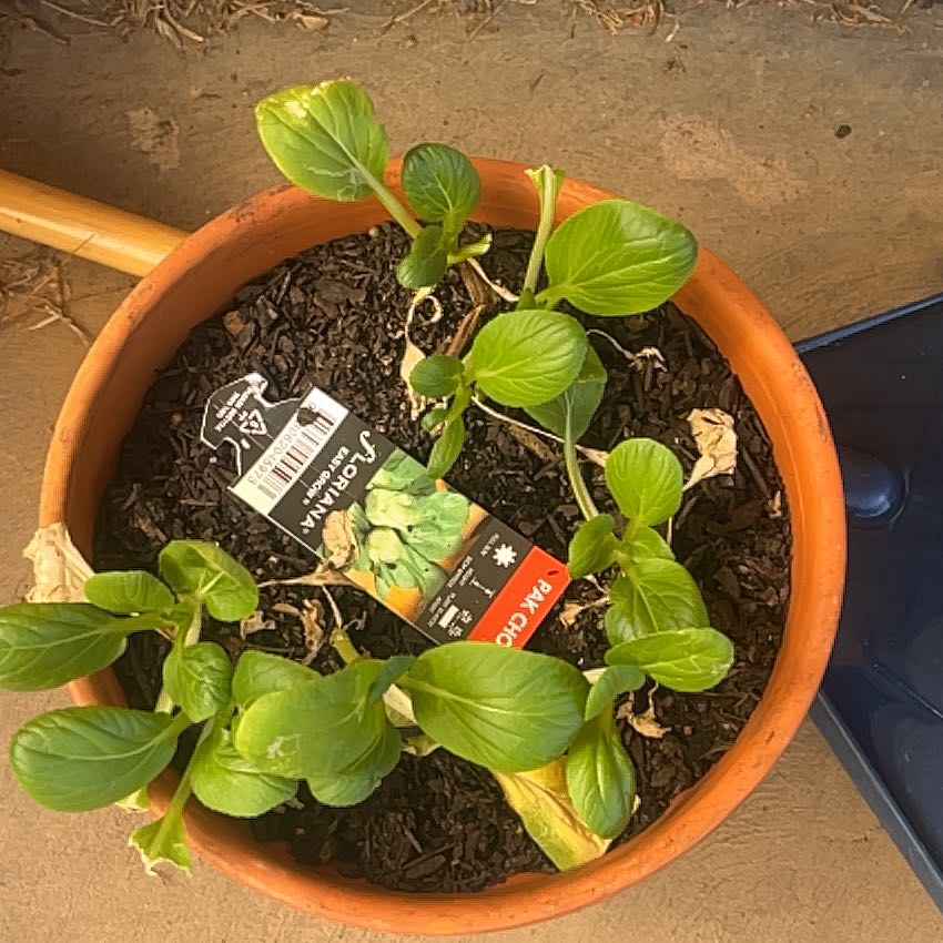 Photo of the plant species Bok Choy by @TutorNaillichen named Huckleberry Fern on Greg, the plant care app