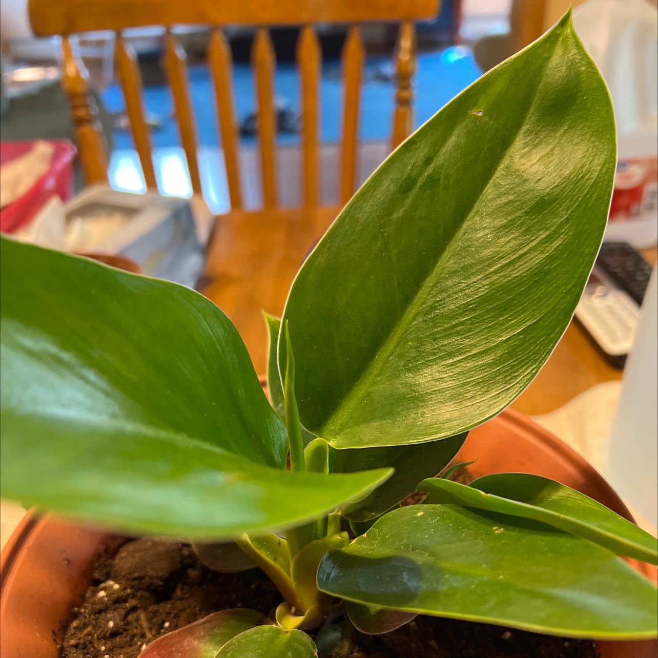 Photo of the plant species Philodendron 'Thai Congo' by @Louise91957 named Si-Am on Greg, the plant care app