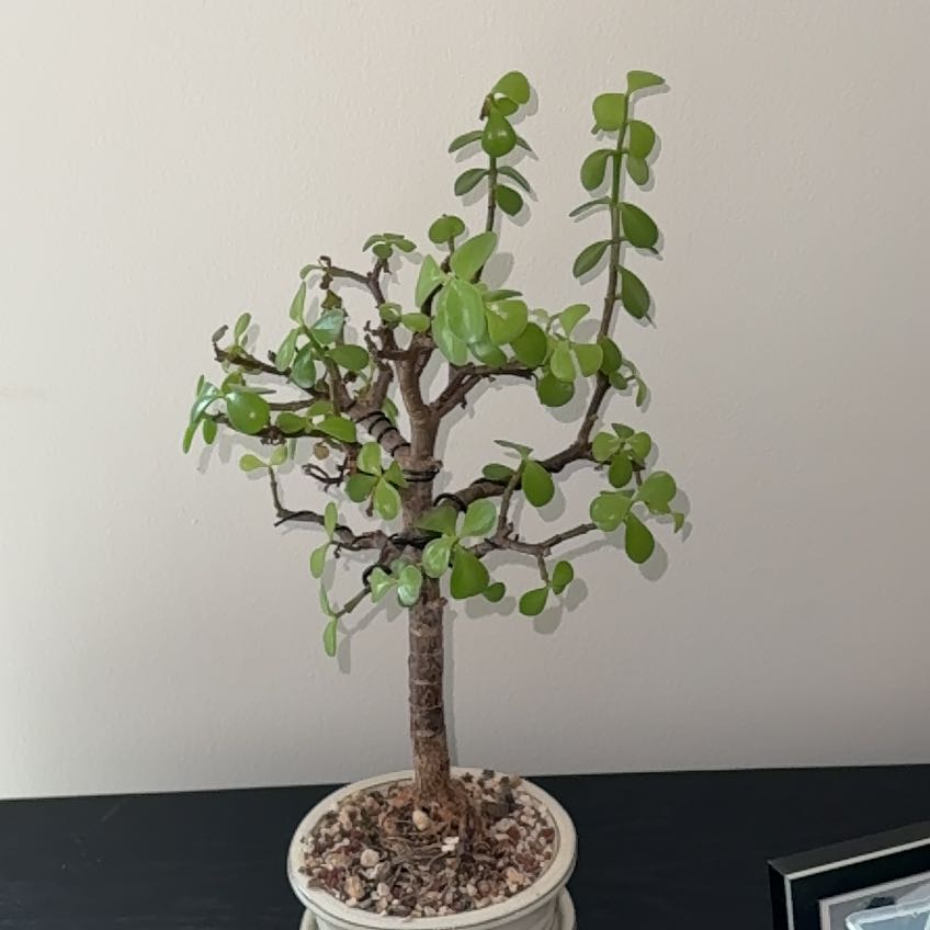 Photo of the plant species Bonsai Crassula by @LuckyBlueginger named Willow on Greg, the plant care app