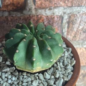 Photo of the plant species Super Pedro Cactus by @Runnerbeens named Daphne on Greg, the plant care app