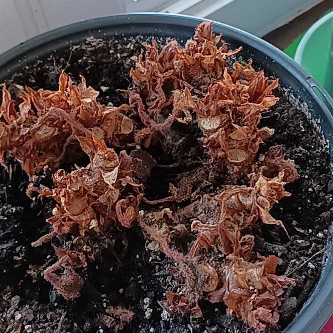 Photo of the plant species Common Iceplant by @FairPeppermint named Coco on Greg, the plant care app