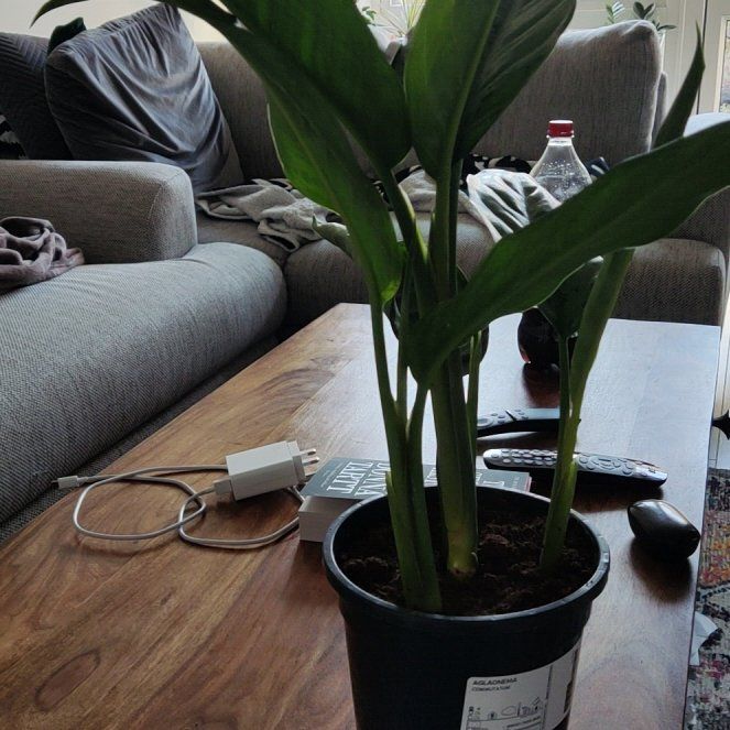 Photo of the plant species Aglaonema 'Treubii' by @UpbeatCorrea97 named Robert Plant on Greg, the plant care app
