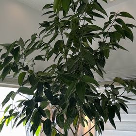 Photo of the plant species Cinnamon Tree by @UltraEarthball named Cindy on Greg, the plant care app