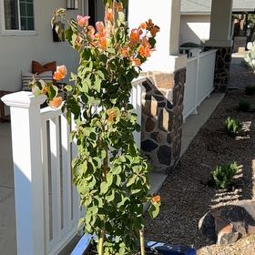 Plant care for Devil's Bouquet on Greg, the plant care app