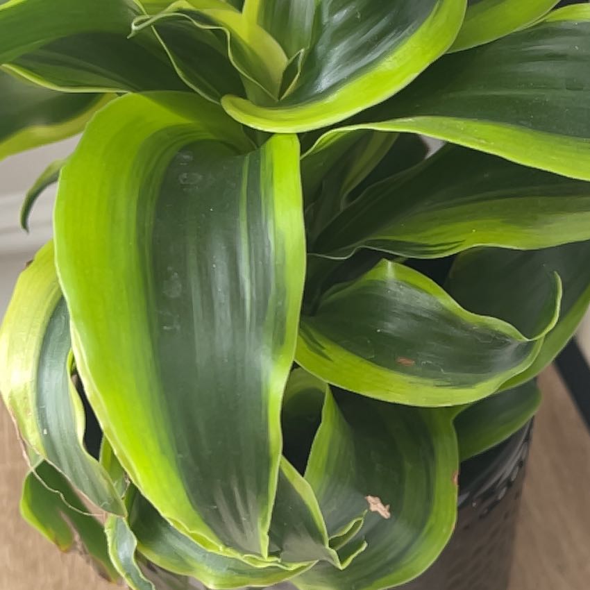 Photo of the plant species Tornado Snake Plant by @AlluringCashew named Figyonce on Greg, the plant care app