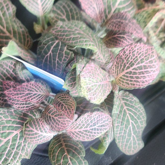 Photo of the plant species Nerve Plant by @HipRhodora3 named Darwin on Greg, the plant care app