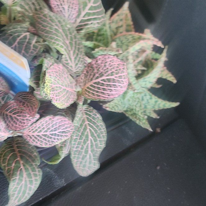 Photo of the plant species Venus Fly Trap (Gremlin) by @HipRhodora3 named Cleopatra on Greg, the plant care app