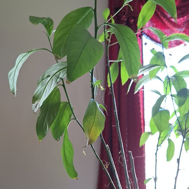 Photo of the plant species White Night Blooming Jasmine by @BossLemonthyme named Winston on Greg, the plant care app