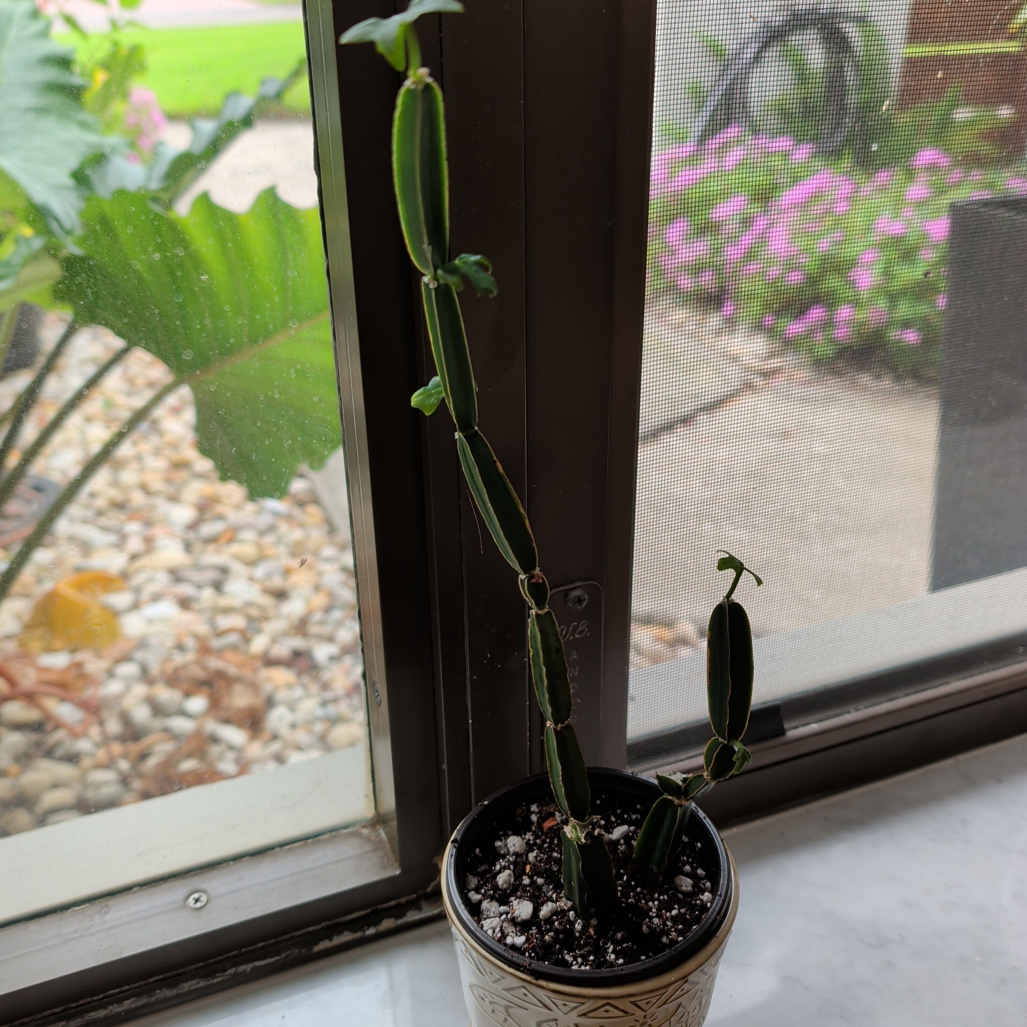 Photo of the plant species Cactus Vine by @SpicyArcticrush named Cool Hand Luke on Greg, the plant care app