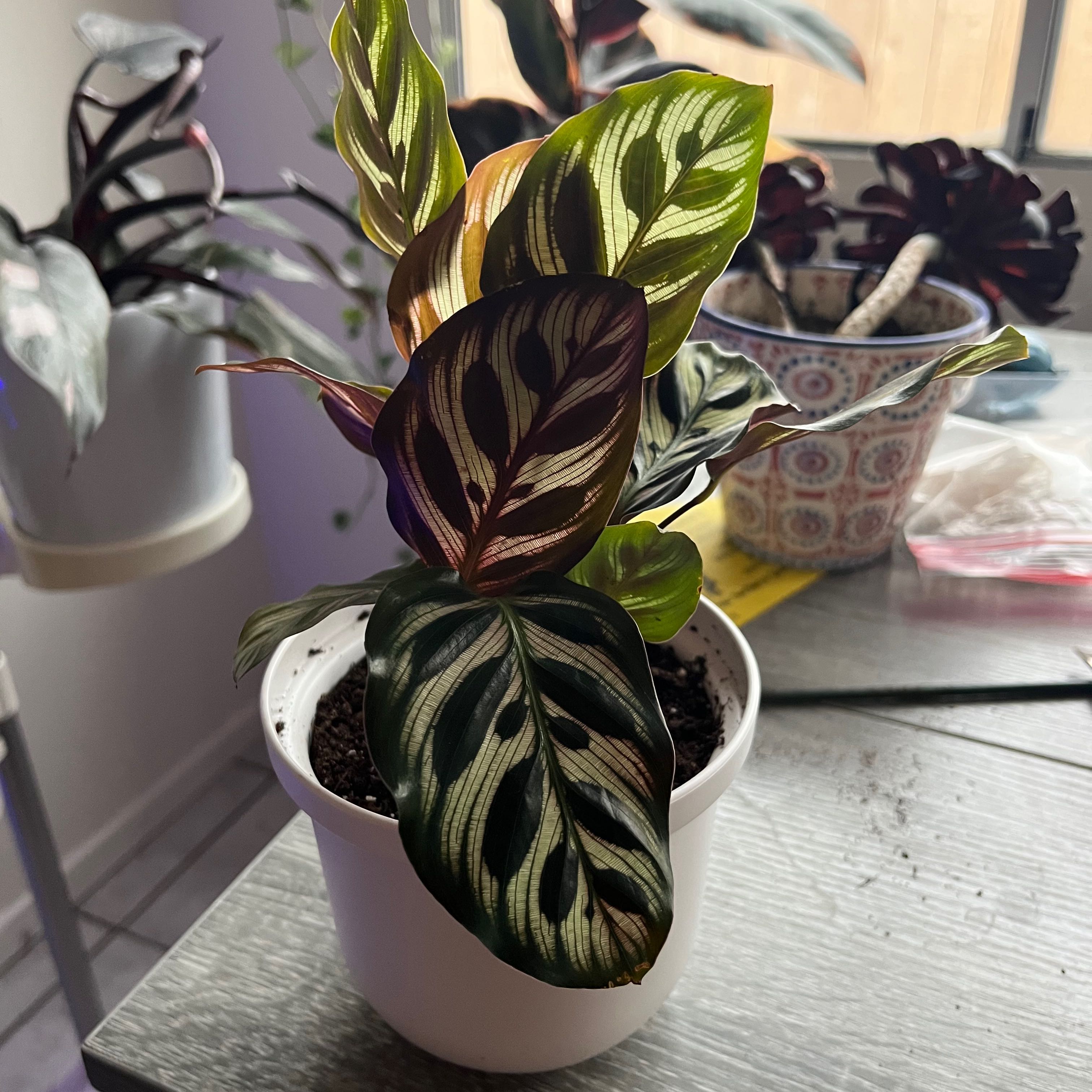 Potted Cathedral Windows plant with patterned leaves, well-framed and in focus.