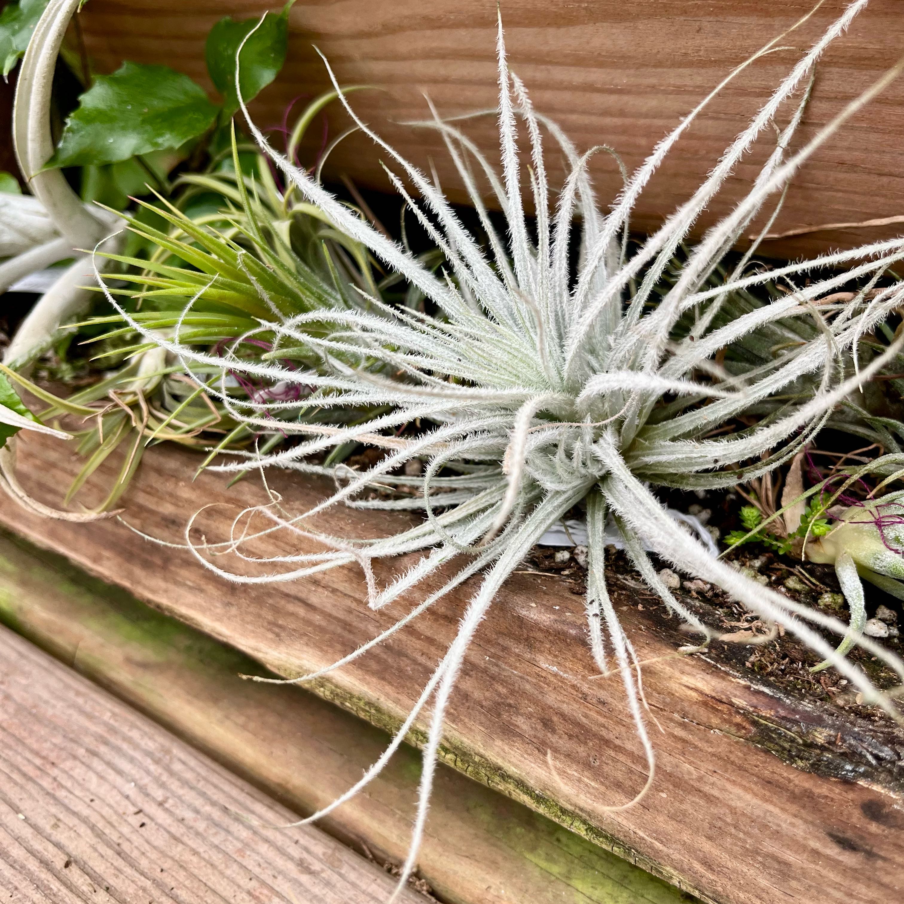 Photo of the plant species Snowball Air Plant by @DeluxeLantana54 named Tillandsia tectorum on Greg, the plant care app