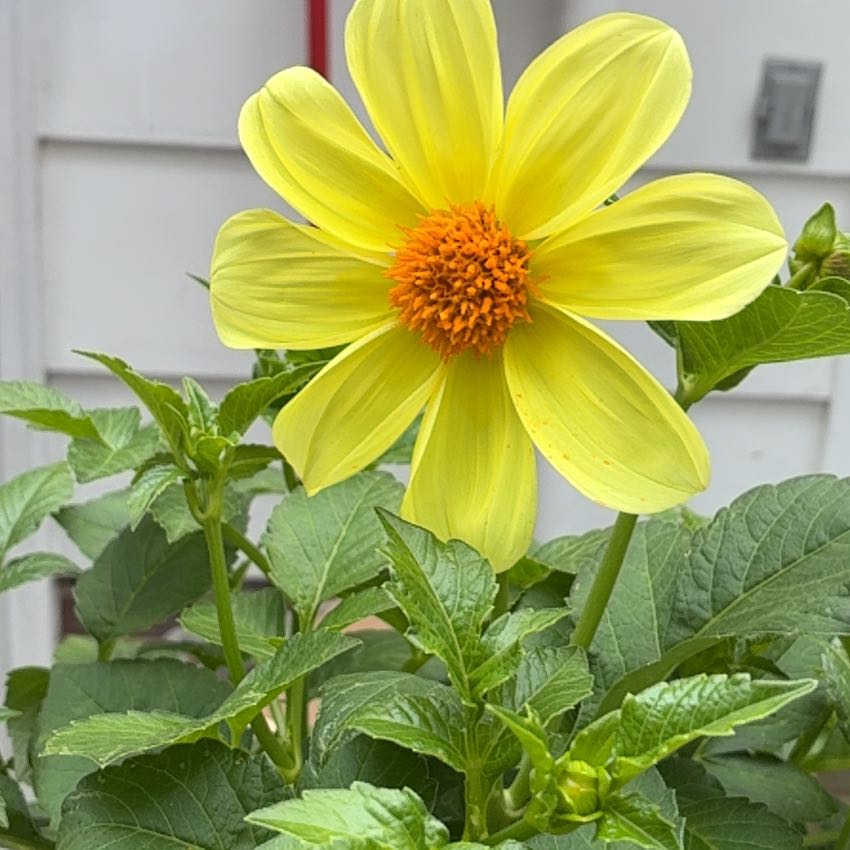 Photo of the plant species Red Dahlia by @SirGrandfir79 named Doja Cat on Greg, the plant care app