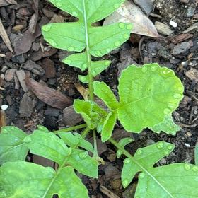 Photo of the plant species Wild Radish by @SirGrandfir79 named Rainier on Greg, the plant care app