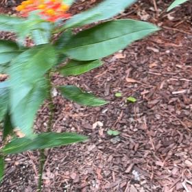 Photo of the plant species Scarlet Milkweed by @SirGrandfir79 named Sproutacus on Greg, the plant care app