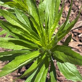 Photo of the plant species Canadian Fleabane by @SirGrandfir79 named Leaf Erickson on Greg, the plant care app