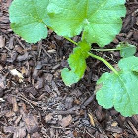 Photo of the plant species Hollyhock by @SirGrandfir79 named Naomi on Greg, the plant care app