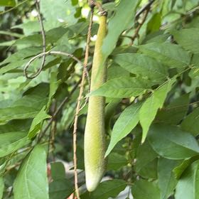 Photo of the plant species Chinese Wisteria by @SirGrandfir79 named Walt on Greg, the plant care app