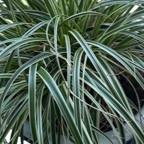 Photo of the plant species Big Blue Lilyturf by @SirGrandfir79 named Lola on Greg, the plant care app
