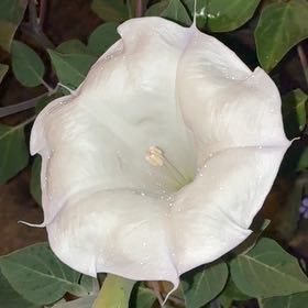 Photo of the plant species Sacred Datura by @SirGrandfir79 named Wall-E on Greg, the plant care app