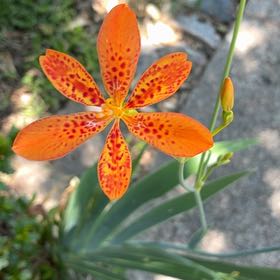 Photo of the plant species Blackberry Lily by @SirGrandfir79 named Foxxy on Greg, the plant care app