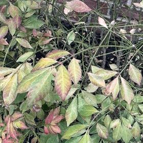Photo of the plant species Winged Burning Bush by @SirGrandfir79 named Rosa on Greg, the plant care app