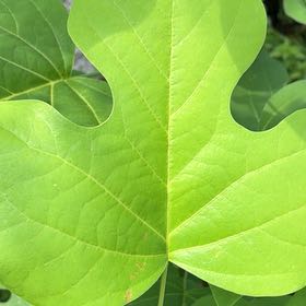 Photo of the plant species Tulip Poplar by @SirGrandfir79 named Osmo on Greg, the plant care app