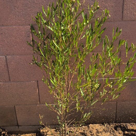 Photo of the plant species Florida Hopbush by @UltraBentgrass named Back yard hopseed on Greg, the plant care app