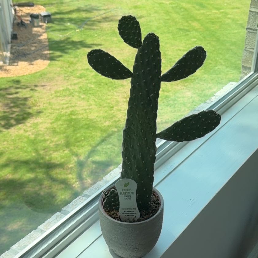 Photo of the plant species Woolyjoint Prickly Pear by @BonusSilktree named Tree Diddy on Greg, the plant care app