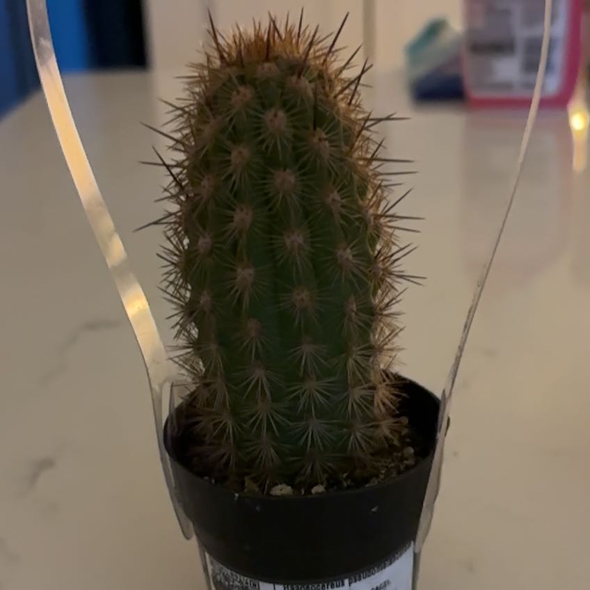 Photo of the plant species Haageocereus pseudomelanostele by @AdeptHopsage named larry🥒 on Greg, the plant care app