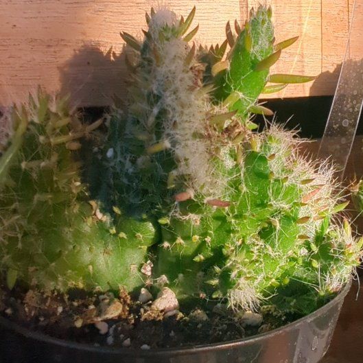 Photo of the plant species Roller Coaster Cactus by @DeluxeLuckyred named Mollie on Greg, the plant care app
