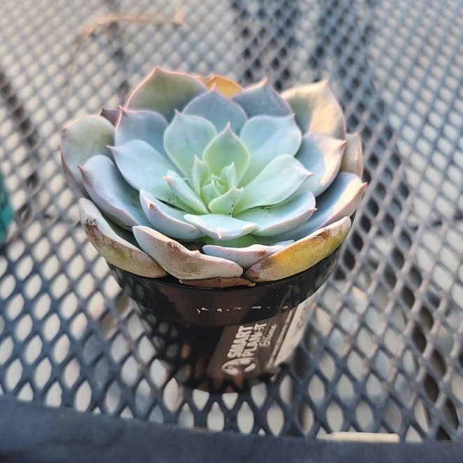 Photo of the plant species Peacock Echeveria by @SvelteSnowpeas named Death on Greg, the plant care app