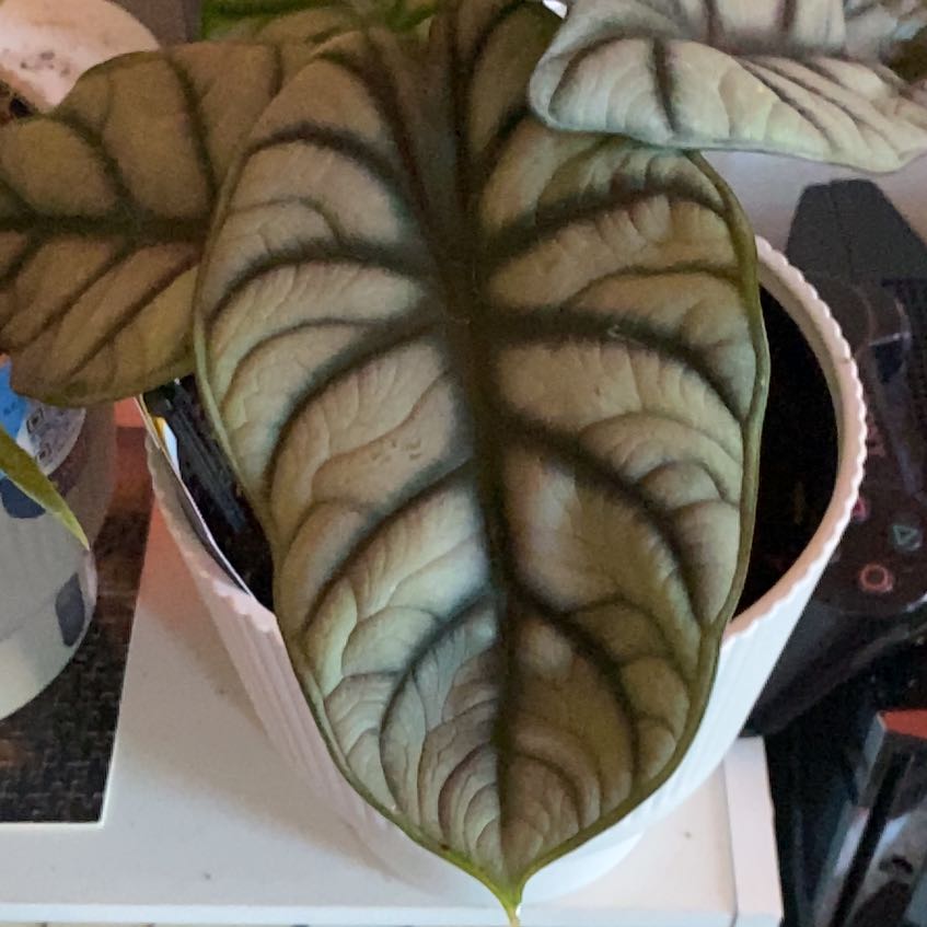 Photo of the plant species Alocasia Silver Dragon Mint by @HotIrishmoss25 named Mollie on Greg, the plant care app