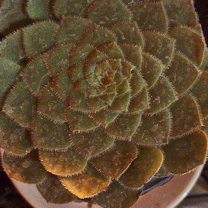 Photo of the plant species Flat-Topped Aeonium by @ADHDGardener named Tabitha on Greg, the plant care app