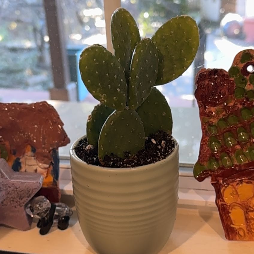 Photo of the plant species Opuntia 'Mona Lisa' by @WiredPalmier67 named George S Plantin on Greg, the plant care app