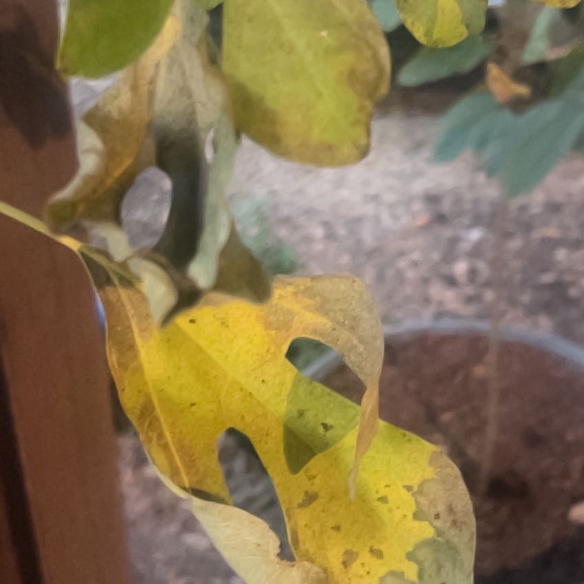 Photo of the plant species Common Sassafras by @SuperiorWavycap named Kobe on Greg, the plant care app