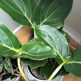 Photo of the plant species Rose Grape by @QuietTexassotol named twigs on Greg, the plant care app
