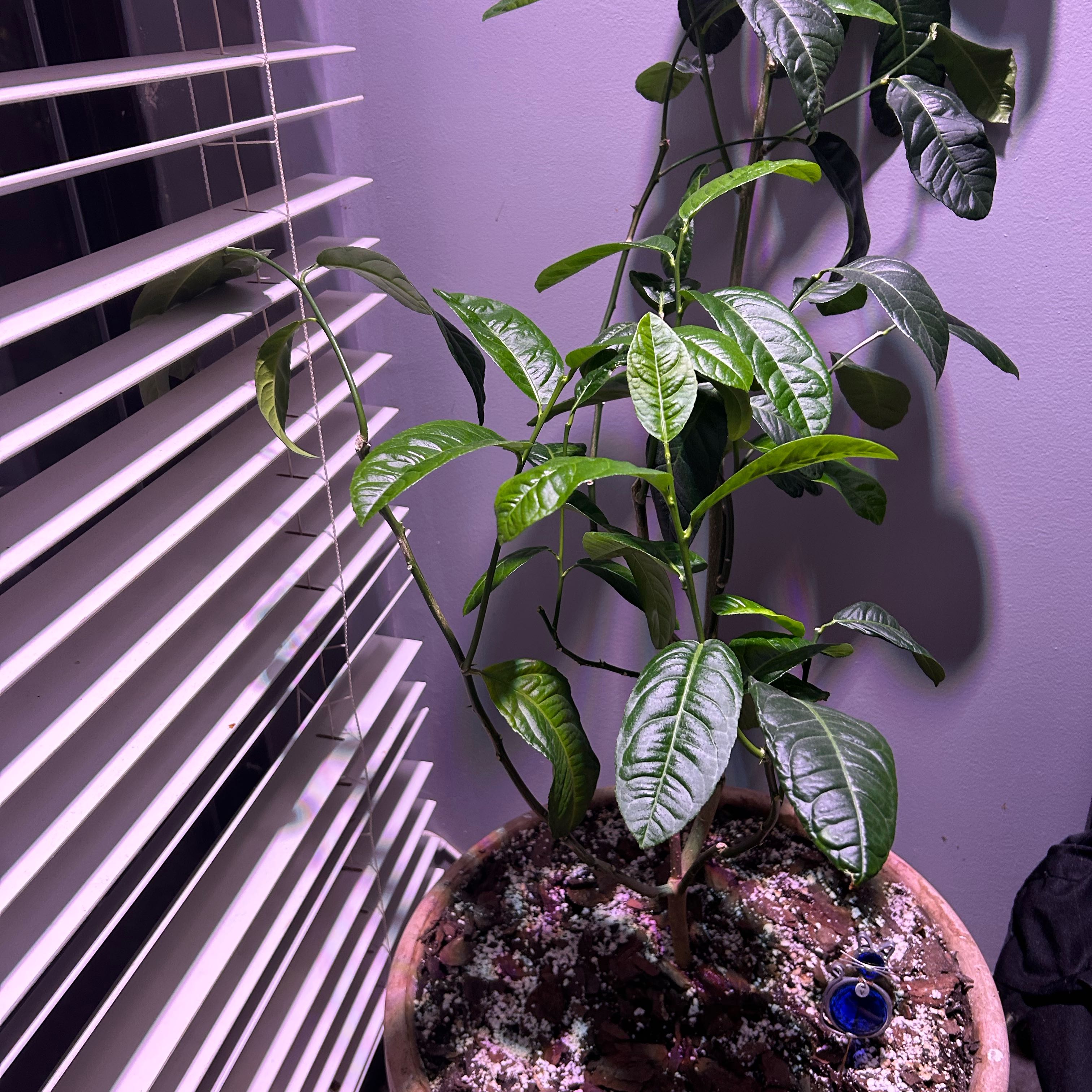 Photo of the plant species Citrus medica by @BrawnySoftbrome named Etrog on Greg, the plant care app