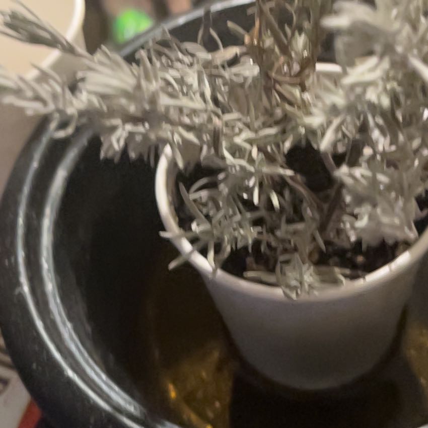 Photo of the plant species Lavender Madrid by @LushHaworthia named None on Greg, the plant care app