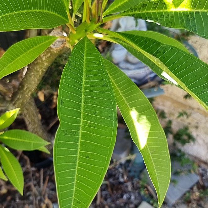 Photo of the plant species Yellow Frangipani by @OpenlyJellybaby named Stella on Greg, the plant care app