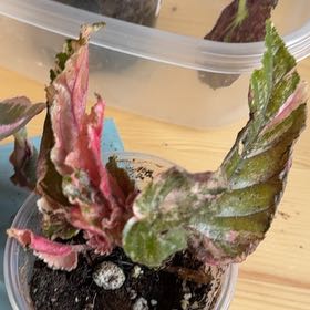 Photo of the plant species Begonia 'Ginny Galaxy' by @AdaptablePansy named LolaGinny on Greg, the plant care app