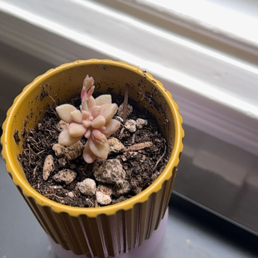 Photo of the plant species Graptopetalum 'Mirinae' by @AdaptablePansy named Gaga on Greg, the plant care app