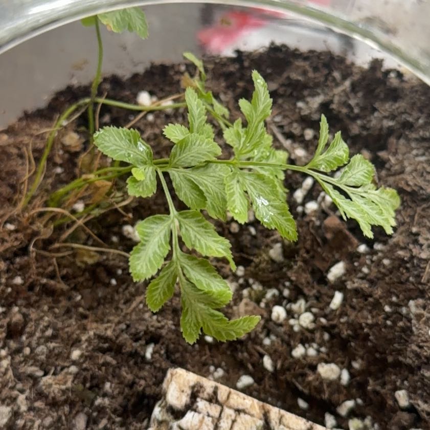 Photo of the plant species Pteris Ensiformis by @CapableSucc16 named Harry on Greg, the plant care app
