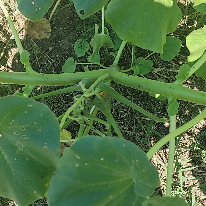 Photo of the plant species Devil's Claw by @FabChards80 named Sanders on Greg, the plant care app