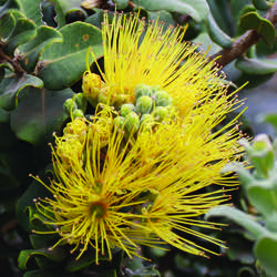 Photo of the plant species Tahiti Ohia Lehua by @TopLettuce59 named lehua mamo on Greg, the plant care app