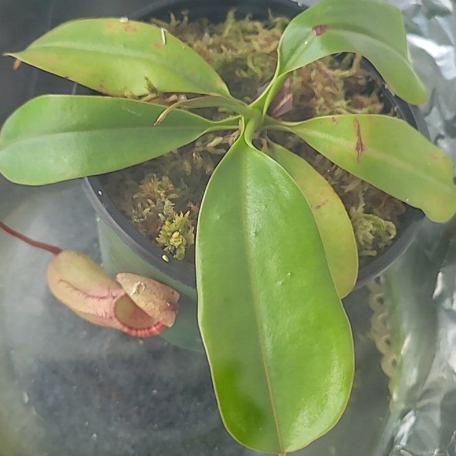 Photo of the plant species Pink Candy Cane Pitcher Plant by @plantstalker named Sibuyanensis × (veitchii × lowii) on Greg, the plant care app