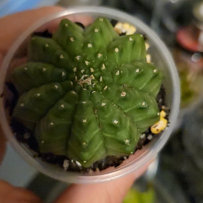 Photo of the plant species Gymnocalycium anisitsii by @plantstalker named Khaleesi on Greg, the plant care app