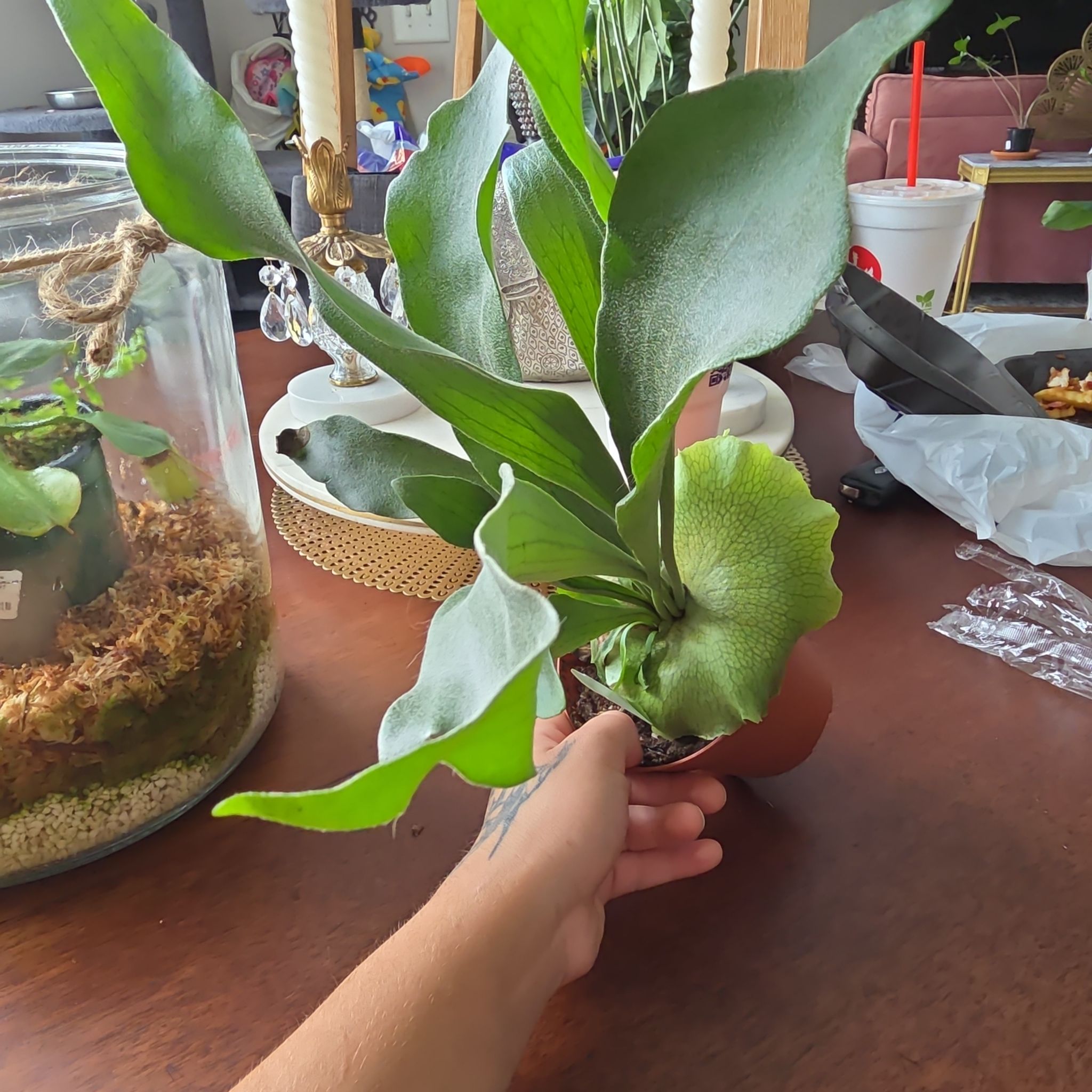 Photo of the plant species platycerium netherlands by @plantstalker named Bifuricatum netherlands on Greg, the plant care app