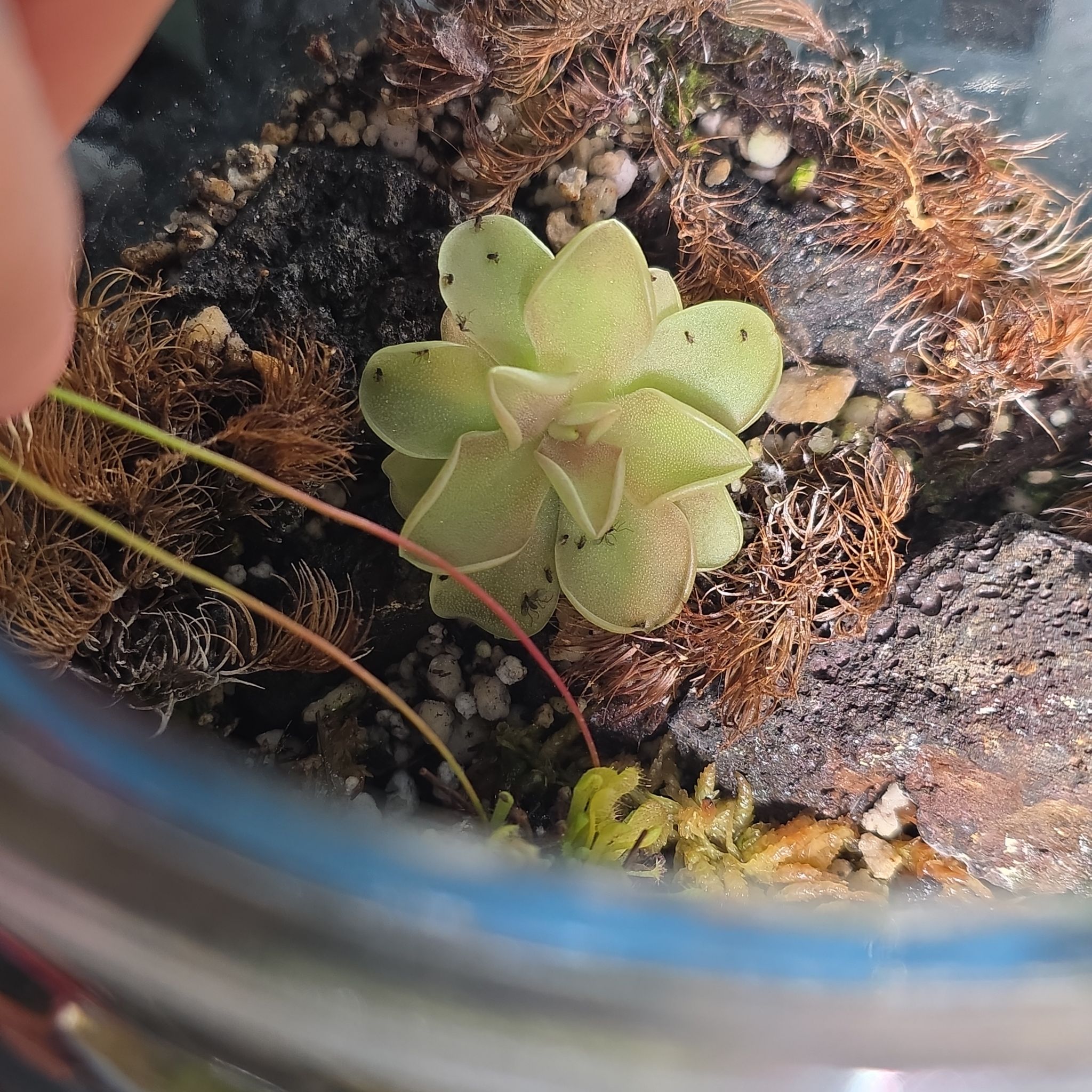 Photo of the plant species Butterwort by @plantstalker named Emarginata x jaumavensis on Greg, the plant care app