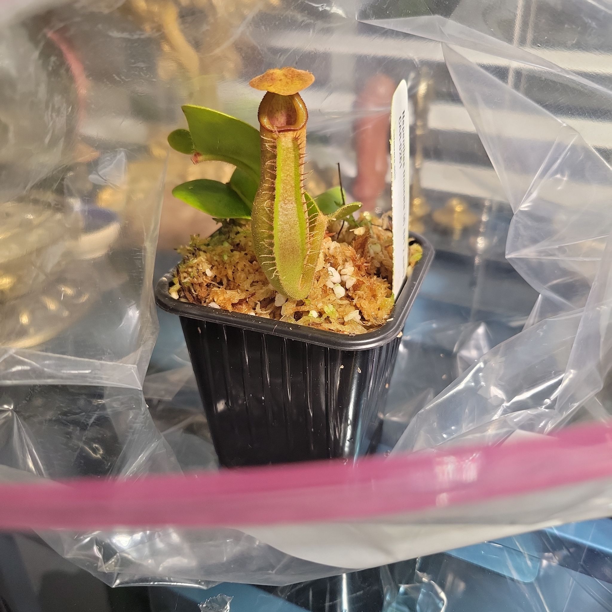 Photo of the plant species Nepenthes Truncata by @plantstalker named N Truncata on Greg, the plant care app